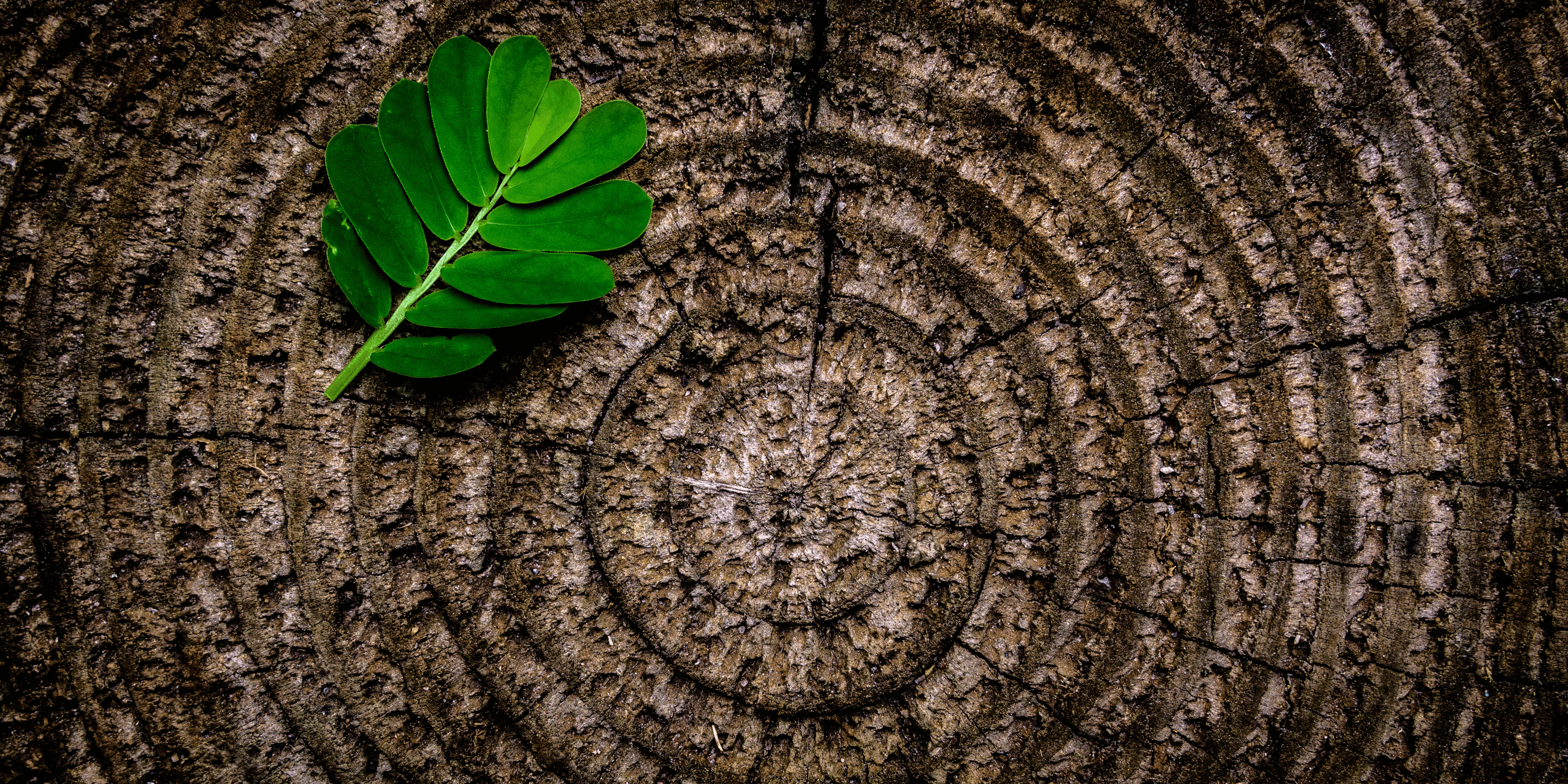 tree trunk with a leaf on it